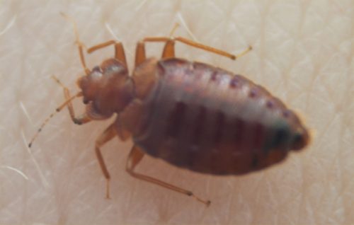 Bedbug004